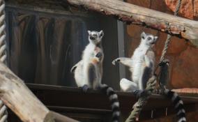В Ленинградском зоопарке в открытый уличный вольер начали выпускать кошачьих лемуров