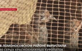 В Ломоносовском районе выпустили 80 серых краснокнижных куропаток