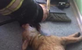 Спасатели Ленобласти реанимировали пострадавшую в пожаре собаку в Киришах