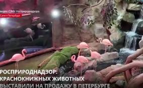 Росприроднадзор: краснокнижных животных выставили на продажу в Петербурге
