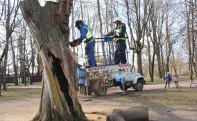 В ходе генуборки в Выборге срубили «Дерево с лицами»