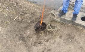 Сотрудники областного Охотнадзора спасли провалившегося в водосток бобра в Ленобласти