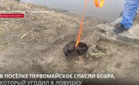В посёлке Первомайское спасали бобра, который угодил в ловушку