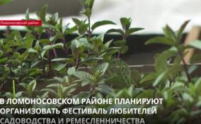 В Ломоносовском районе планируют организовать фестиваль любителей садоводства и ремесленничества