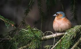 В Педиатрическом университете рассказали, как птицы помогают детям выздоравливать