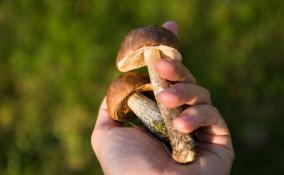 В Ленобласти прогнозируют богатый грибной сезон