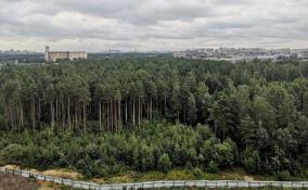 В Петербурге благоустроят Шуваловский карьер и прилегающий к нему лес