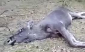 Специалисты Охотнадзора Ленобласти усыпили бегающего по Луге лося и вывезли в лес