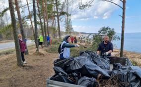 Более 50 волонтеров Ленобласти собрали свыше 500 кг мусора в заказнике «Лебяжий»