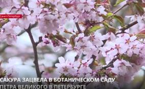 Сакура зацвела в Ботаническом саду Петра Великого в Петербурге