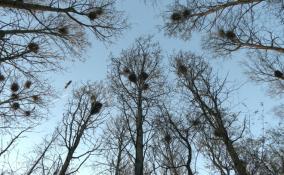 В Киришском районе обнаружили 73 гнезда белых и серых цапель