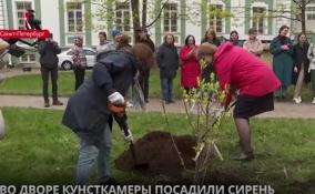 Во дворе Кунсткамеры посадили сирень