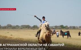 В Астраханской области на Сабантуй устроили верблюжьи бега