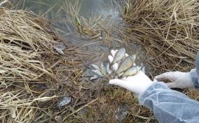 В водоеме Ломоносовского района обнаружили около 1000 погибших рыб