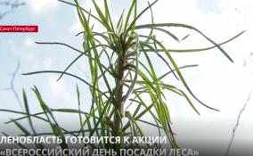 В Ленобласти 21 мая состоится акция «Всероссийский день посадки леса» в рамках нацпроекта «Экология»
