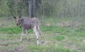Дезориентированного лося Гошу вызволили из Павловского парка и отпустили в естественную среду обитания