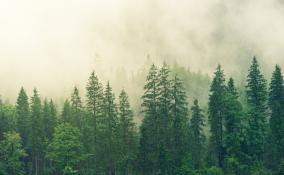 Во всех лесничествах Ленобласти стартует масштабная акция «Всероссийский день посадки леса»