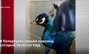 В Петербурге спасли павлина,
который бегал по КАД