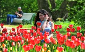 Фестиваль тюльпанов на Елагином острове в ярких фото ЛенТВ24