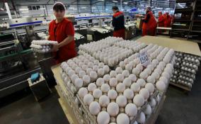 Русско-Высоцкая птицефабрика в Ленобласти может возобновить работу в июне