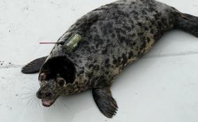 Истощенного тюленя, найденного в Ленобласти, выходили и готовят к выпуску в дикую природу