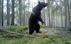 В объектив Всеволожской фотоловушки попал огромный бурый медведь
