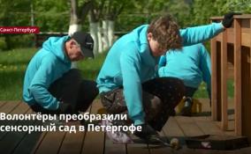 Волонтёры преобразили
сенсорный сад в Петергофе