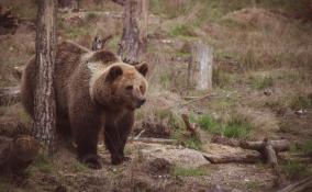 Жителям Ленобласти рассказали, как действовать при встрече с медведем