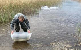 За май в водоёмы Приозерского района выпустили более 300 тысяч мальков щуки