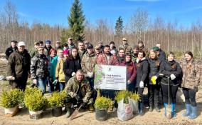 Сад памяти Ленинградской области в мае стал больше на 204 тысячи деревьев