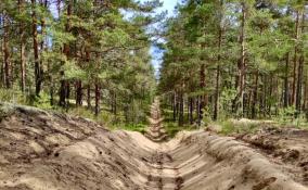 Длина противопожарных полос в лесах Ленобласти к концу года превысит 7,5 тыс. км