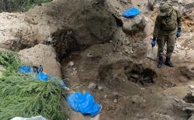 В лесу Выборгского района поисковики обнаружили останки людей, погибших в Великую Отечественную войну