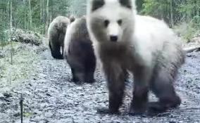 Жителям и гостям Ленобласти рассказали, как себя вести при встрече с медведем