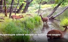 Ныряющие олени впервые попали на видео
