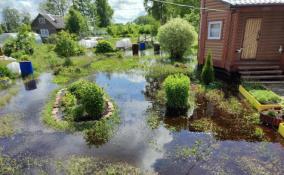 Бобры затопили три садоводства в Кингисеппском районе