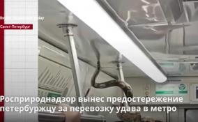 Росприроднадзор вынес предостережение петербуржцу за
перевозку удава в метро