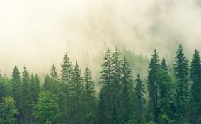 Во Всеволожском районе грибник нашел привязанный к дереву труп