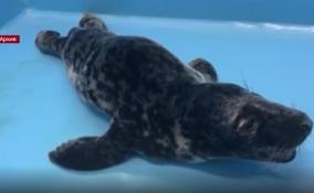 Тюлененок Уран, который недавно добрался до берегов
Финляндии, вернулся в родные края