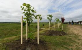 В память о погибших в годы Великой Отечественной войны в "Саду памяти" высадили 763 новых дерева