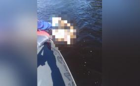 Тело утонувшего мужчины подняли из реки Сясь на четвертый день поисков