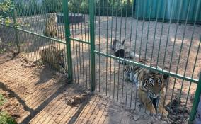 В Ленобласть из Новосибирска переехал приют для крупных кошек «Дом Тигра»