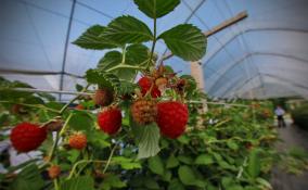 В 2022 году в Ленобласти планируется собрать 295 тонн плодов и ягод