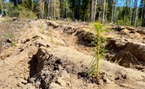 Ленинградская область перевыполнила план по восстановлению лесов