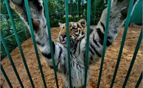 Шесть тигров, две рыси, пума и леопард: полосатые обитатели «Дома тигра» в ярких фото ЛенТВ24