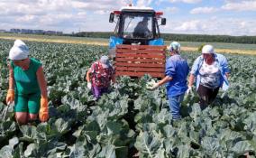 Фермеры Ленобласти собирают урожай ранних овощей