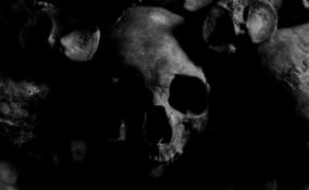 В Лужском районе нашли скелет неизвестного мужчины