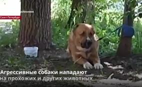 Последствия нападения агрессивных собак показали ЛенТВ24 Алёна Волкова и Ольга Захарова