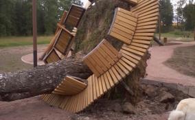 Сильный ветер вырвал берёзу вместе с новой скамейкой в Павлово