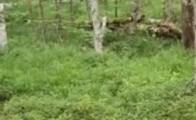 Житель деревни Проба повстречал в лесу стадо кабанов