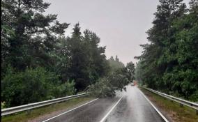 С трасс в Ленобласти убрали уже 250 поваленных деревьев